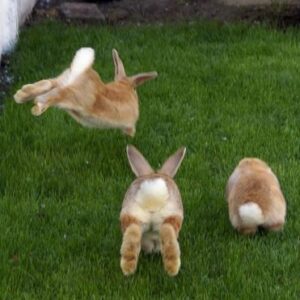 Hopathon fundraiser Adult